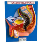 Male Reproductive Model